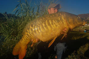 carp7.jpg